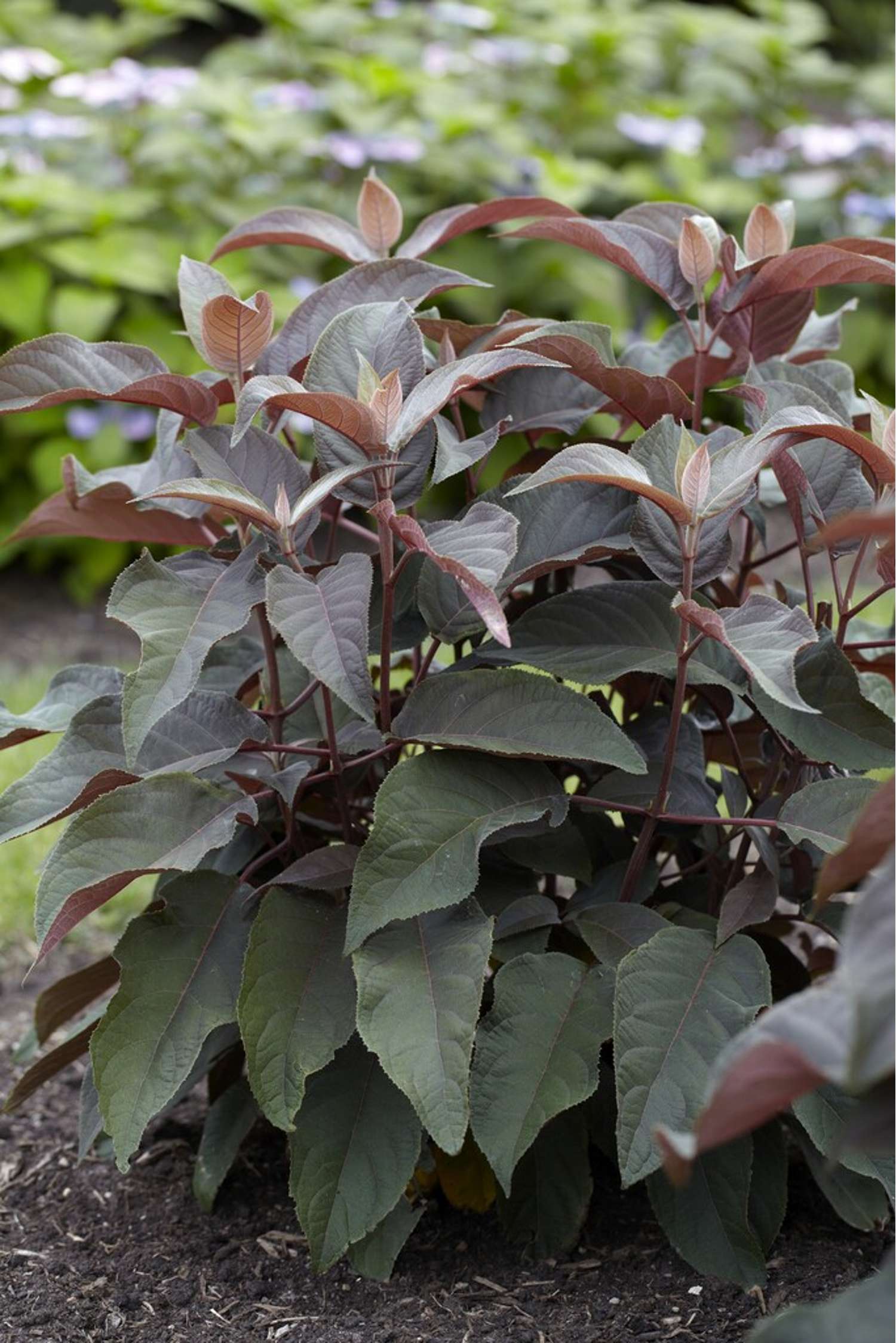 Hortensia 'Hot Chocolate'